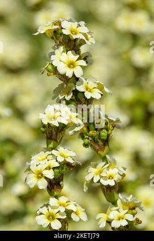 Sisyrinchium striatum, herbe aux yeux jaune pâle ou fleur de satin, fleurs jaunes de chou Banque D'Images