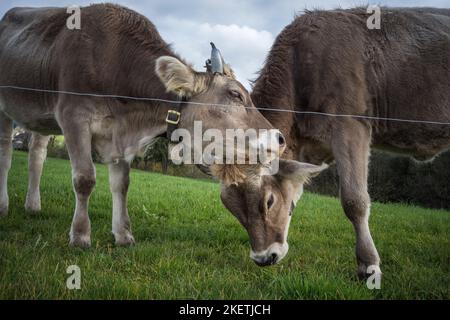 Kühe im Appenzellerland auf einer Weide Schweiz Banque D'Images