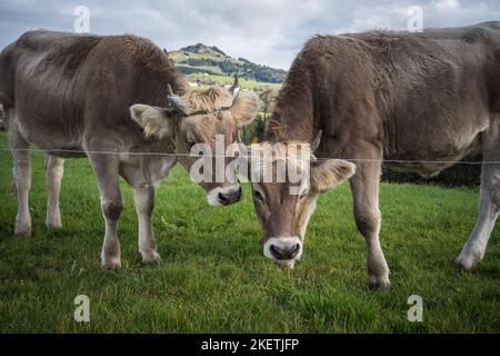 Kühe im Appenzellerland auf einer Weide Schweiz Banque D'Images