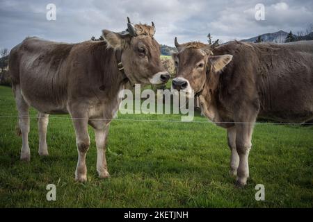 Kühe im Appenzellerland auf einer Weide Schweiz Banque D'Images