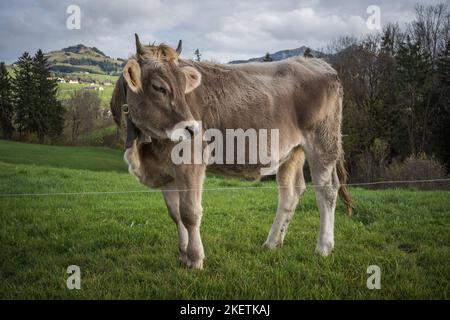 Kühe im Appenzellerland auf einer Weide Schweiz Banque D'Images