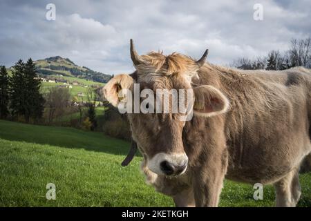 Kühe im Appenzellerland auf einer Weide Schweiz Banque D'Images