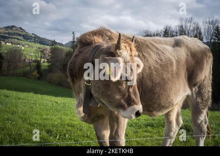 Kühe im Appenzellerland auf einer Weide Schweiz Banque D'Images