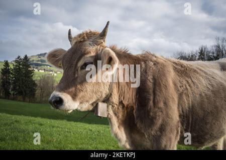 Kühe im Appenzellerland auf einer Weide Schweiz Banque D'Images