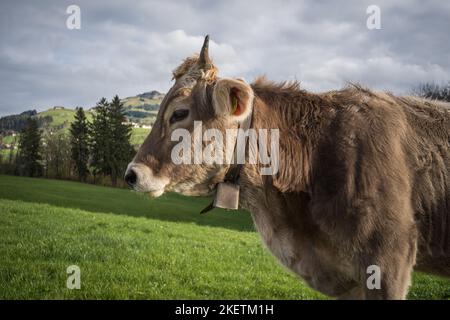 Kühe im Appenzellerland auf einer Weide Schweiz Banque D'Images