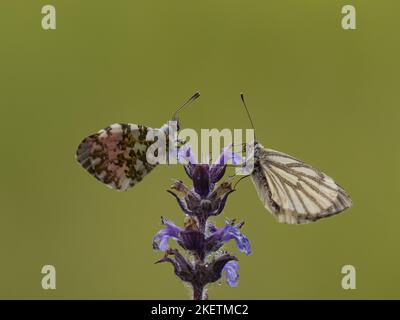 Orange Tip et vert de montagne Banque D'Images