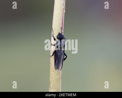 mouche hawthorn Banque D'Images