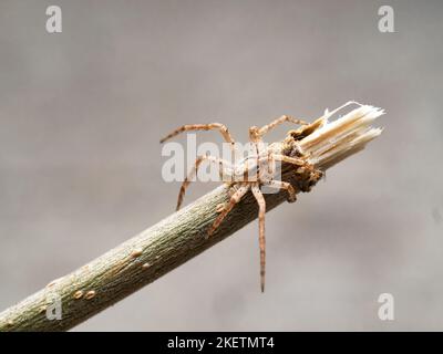 House Crab-Spider Banque D'Images