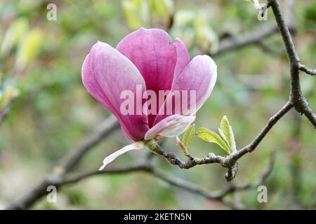 Le Magnolia soulangeana est une plante hybride du genre Magnolia et de la famille des Magnoliaceae. Fleurs de Magnolia, flou magnifique arrière-plan de bokeh Banque D'Images