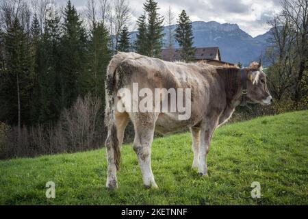 Kühe im Appenzellerland auf einer Weide Schweiz Banque D'Images