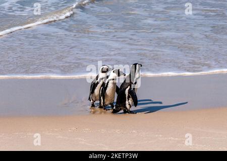 African Boulders Beach Penguin Colony. Pingouins reposant sur les rochers et le sable. Le Cap, Afrique du Sud. Pingouins à pieds noirs. Banque D'Images