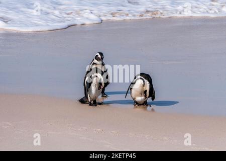 African Boulders Beach Penguin Colony. Pingouins reposant sur les rochers et le sable. Le Cap, Afrique du Sud. Pingouins à pieds noirs. Banque D'Images