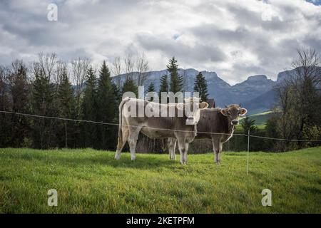 Kühe im Appenzellerland auf einer Weide Schweiz Banque D'Images