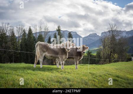 Kühe im Appenzellerland auf einer Weide Schweiz Banque D'Images