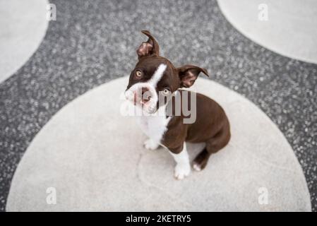 Boston Terrier Banque D'Images