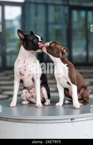 2 Boston Terrier Banque D'Images