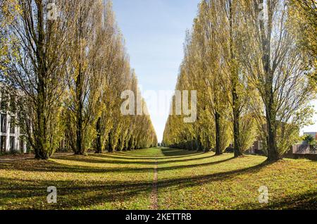 Des rangées de grands peupliers bordent une longue bande verte d'herbe qui traverse le quartier de Leidse Rijn à Utrecht, aux pays-Bas Banque D'Images