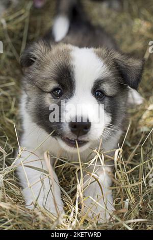 Chien islandais chiot Banque D'Images