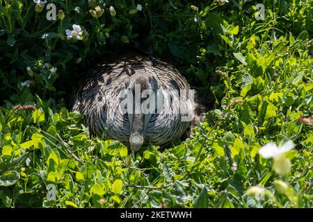 femelle de canard d'eider assis sur son nid au milieu de la végétation sur les îles de la farne Banque D'Images