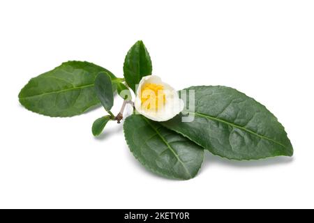 Une seule fleur de thé frais, Camellia sinensis, et des feuilles isolées sur fond blanc Banque D'Images