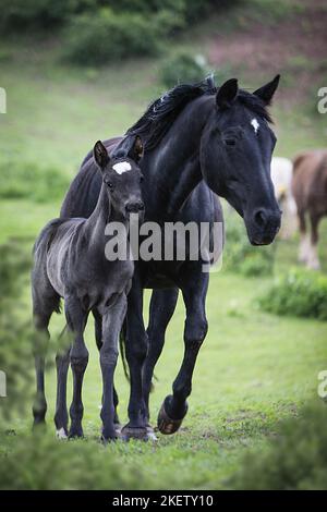 Quart de cheval avec foal Banque D'Images