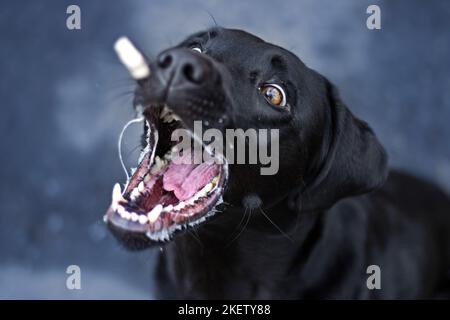 Labrador Retriever portrait Banque D'Images