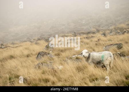 Moutons dans le parc national de Dartmoor, Devon, Angleterre, Royaume-Uni. Banque D'Images