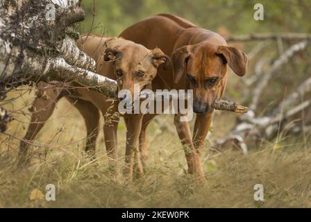 2 Rhodesian Ridgeback Banque D'Images