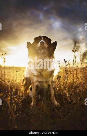 2 chiens Banque D'Images