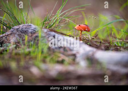 Gros plan horizontal photo d'un petit champignon qui pousse sur un plancher de bois avec de l'herbe verte et des racines d'arbre sur fond de forêt. Scène forestière d'automne. Banque D'Images