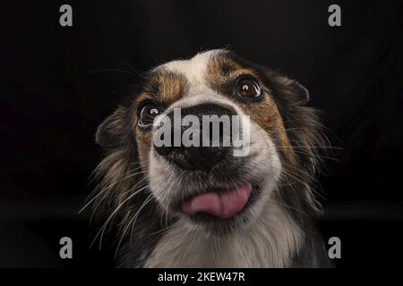 Bordure collie devant un arrière-plan noir Banque D'Images