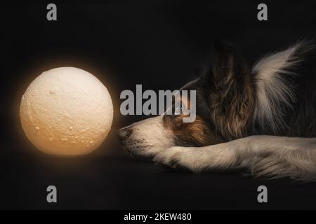 Bordure collie devant un arrière-plan noir Banque D'Images
