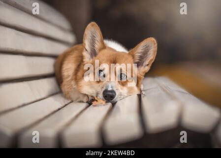 Gilet Corgi gallois couché Banque D'Images