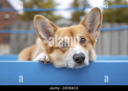 Gilet Corgi gallois couché Banque D'Images