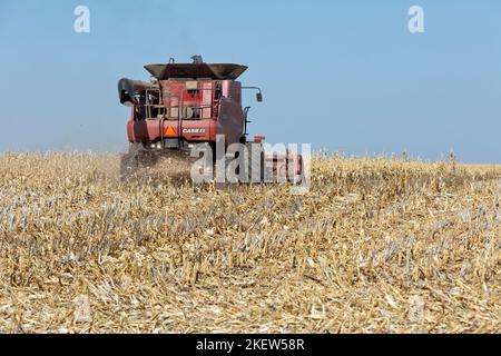 Moissonneuse-batteuse case IH 7088, agriculteur récoltant du maïs mûr « Zea mays », barre de coupe à grain, Kansas. Banque D'Images