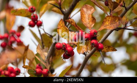 Baies d'aubépine rouges sur une branche d'arbre avec des feuilles d'automne colorées. Gros plan sur la récolte automnale naturelle Banque D'Images