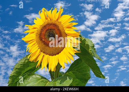 Tournesol contre un ciel bleu avec des nuages de fleurs Banque D'Images