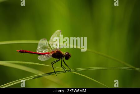 Vue sur la libellule rouge. Une vue d'une libellule rouge dans son environnement naturel, sur une tige d'herbe. Banque D'Images