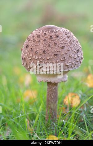 'Le Prince' Agarcus Agustus Mushroom comestible. Banque D'Images