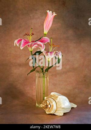 Un regard d'étoiles dans un vase à côté d'une coquille de conch antique. Banque D'Images