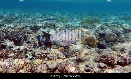 Hérissons de poissons. Poisson de hérisson à longues pointes - pousse jusqu'à 92 cm, se nourrit d'oursins et de crabes, chasses principalement la nuit. Banque D'Images