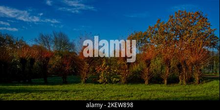 Une douzaine de saules pollard en rangée avec des branches brun-rouge dans le ciel bleu clair en automne et un pré vert en premier plan Banque D'Images