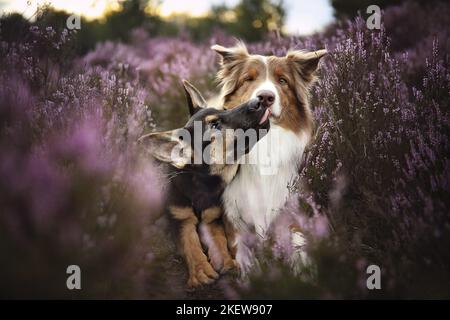 Berger australien avec Berger allemand Banque D'Images