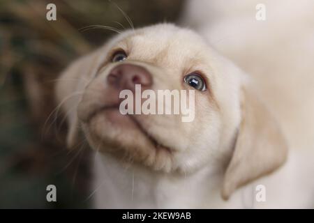 Labrador Retriever Puppy portrait Banque D'Images
