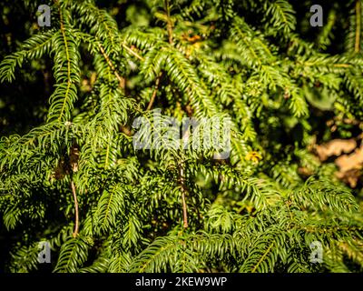 Gros plan du feuillage à feuilles persistantes de Taxus baccata, communément appelé Yew poussant dans un jardin britannique. Banque D'Images