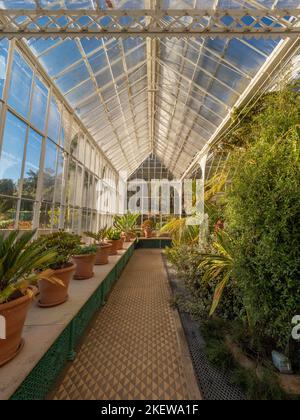 Plantes cultivées dans des pots de terre cuite à l'intérieur du conservatoire victorien restauré des jardins du château de Wentworth. ROYAUME-UNI. Banque D'Images