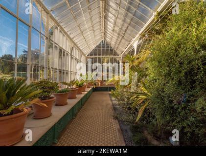 Plantes cultivées dans des pots de terre cuite à l'intérieur du conservatoire victorien restauré des jardins du château de Wentworth. ROYAUME-UNI. Banque D'Images