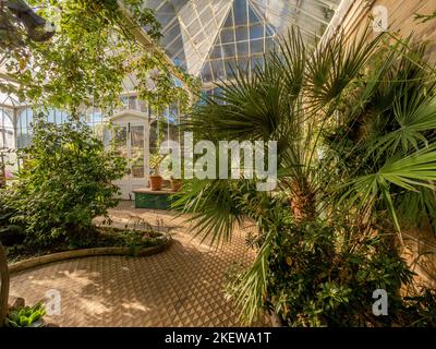 Les plantes poussent dans le conservatoire victorien restauré des jardins du château de Wentworth, avec ses carreaux de céramique géométrique. ROYAUME-UNI. Banque D'Images