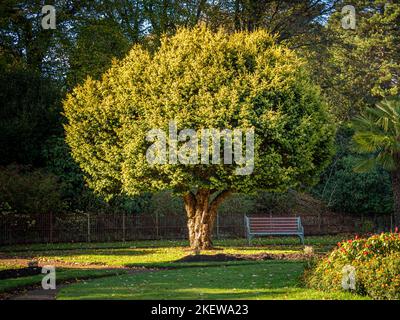 Arbre à ouf doré ornemental en pleine croissance dans le jardin des fleurs de l'époque victorienne des jardins du château de Wentworth, le jour ensoleillé de l'automne. ROYAUME-UNI Banque D'Images