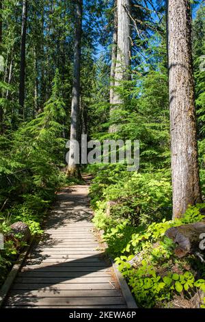 Indian Creek Trail est une randonnée facile et jolie au lac Priest Banque D'Images